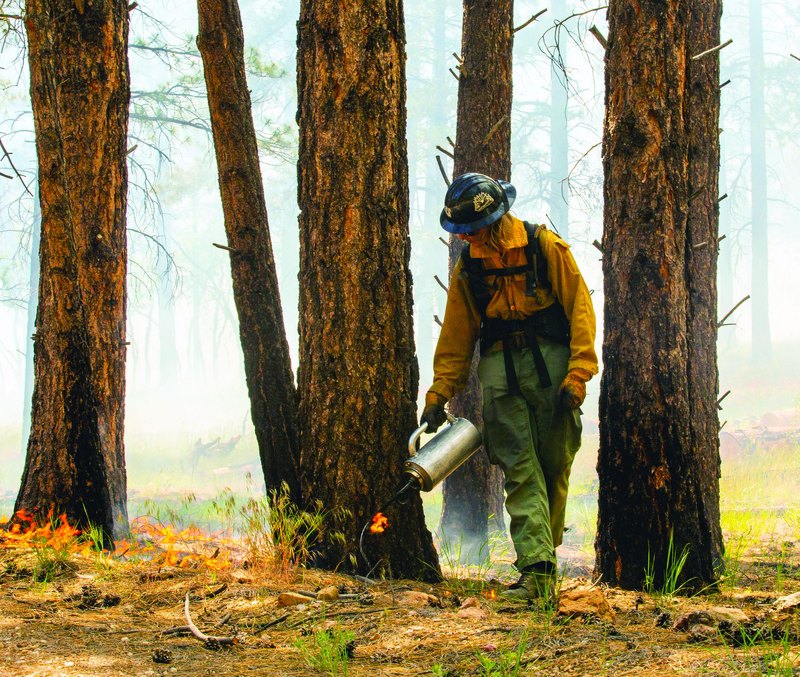 A Black Mesa Hotshots firefighter using a drip torch on the Hull Fire in the Kaibab National Forest